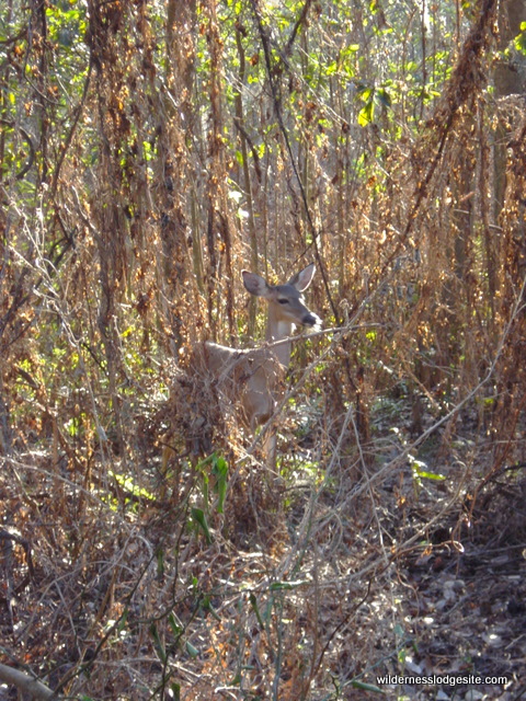 Local Wildlife